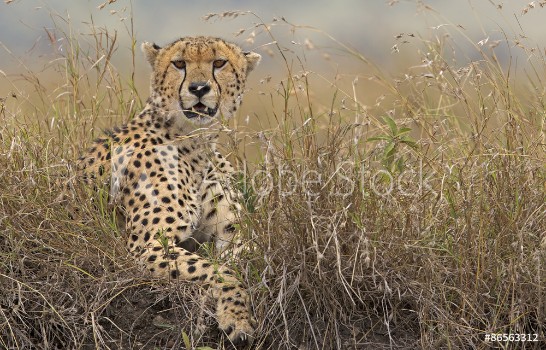 Picture of A wild Cheetah in long grass